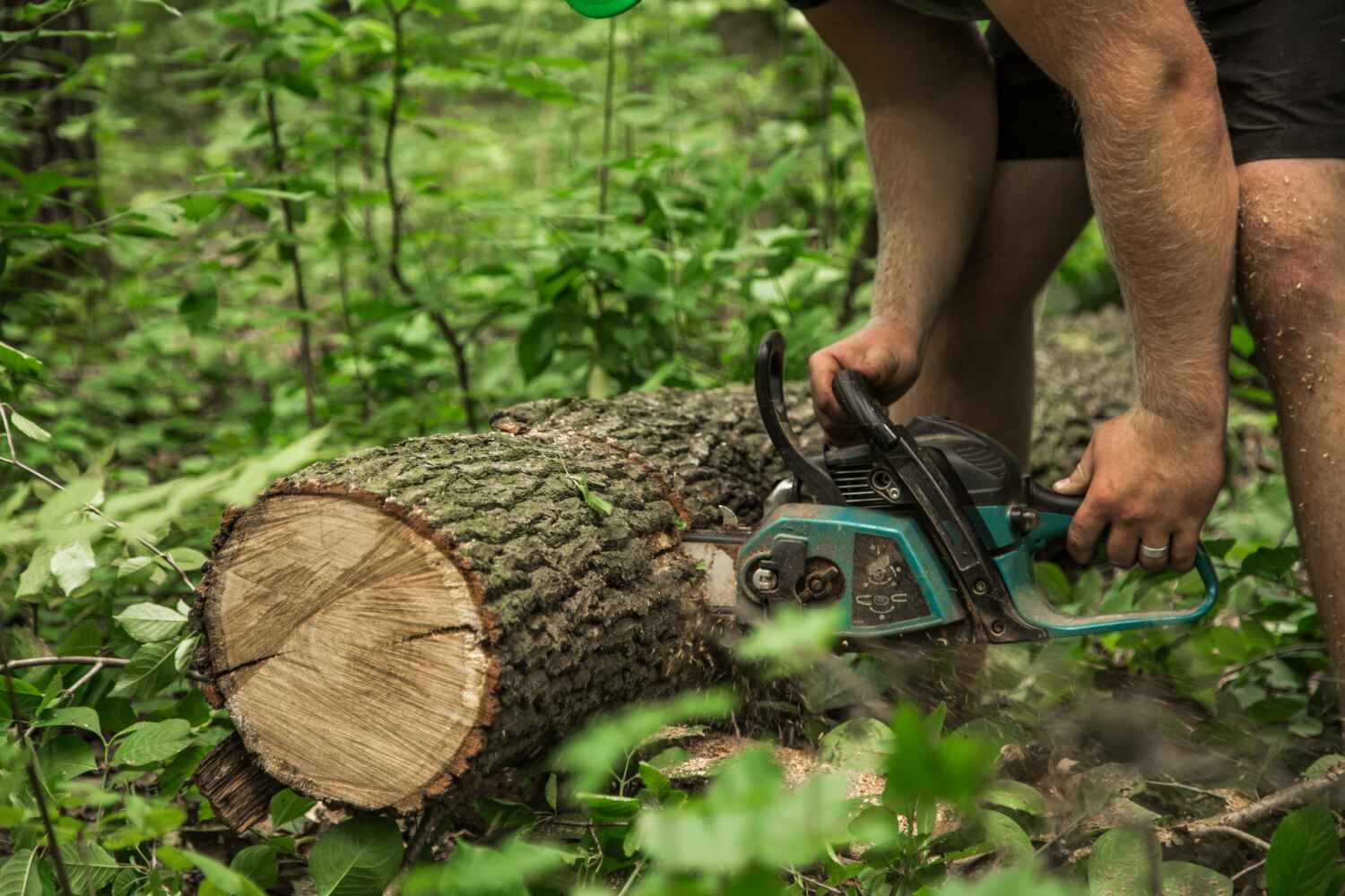 Best Tree Stump Removal  in Holmes Beach, FL